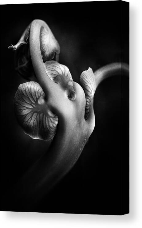 Macro Canvas Print featuring the photograph ..... Abw048 ..... by Johanes Januar