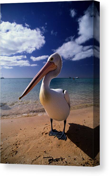 Water's Edge Canvas Print featuring the photograph Australian Pelican Pelecanus #1 by Art Wolfe
