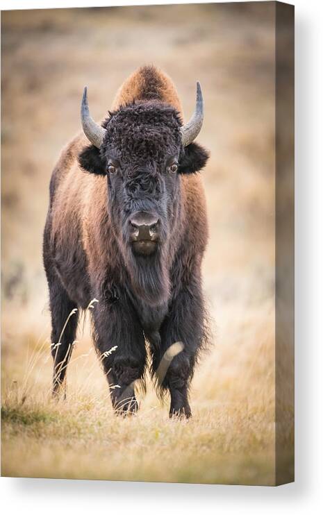 American Canvas Print featuring the photograph Bison Bison, American Bison #1 by Petr Simon