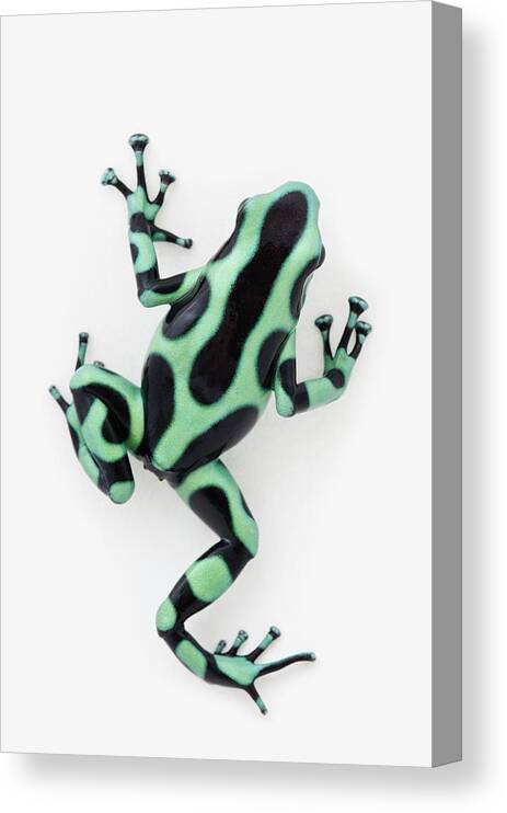 White Background Canvas Print featuring the photograph Black And Green Poison Dart Frog by Design Pics / Corey Hochachka