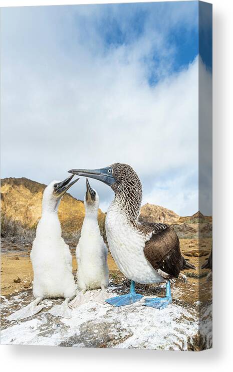 Animals Canvas Print featuring the photograph Blue-footed Booby With Begging Chicks #1 by Tui De Roy