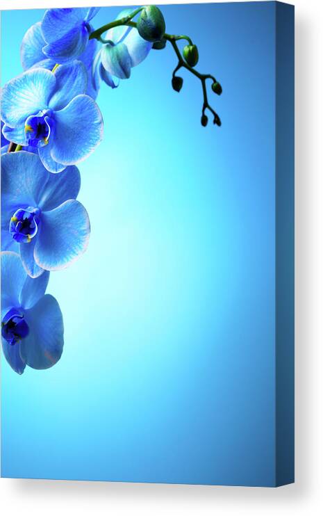 Caucasian Ethnicity Canvas Print featuring the photograph Blue Orchids #1 by Neoblues