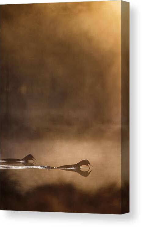 Redthroateddiver Canvas Print featuring the photograph Call Of The Loon #1 by Magnus Renmyr