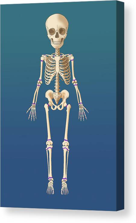 Anatomy Canvas Print featuring the photograph Childs Skeleton Growth Plates #1 by Monica Schroeder
