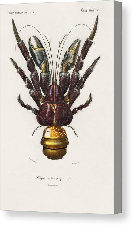 Crab Canvas Print featuring the painting Coconut Crab Birgus latroi illustrated by Charles Dessalines D Orbigny 1806-1876 #1 by Celestial Images