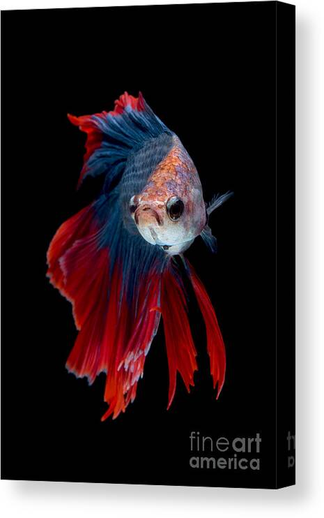 Dress Canvas Print featuring the photograph Colourful Betta Fishsiamese Fighting by Nuamfolio
