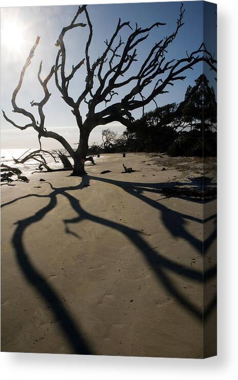 Forestabstract Canvas Print featuring the photograph Driftwood Beach - Jekyll Island #1 by Bill Gozansky
