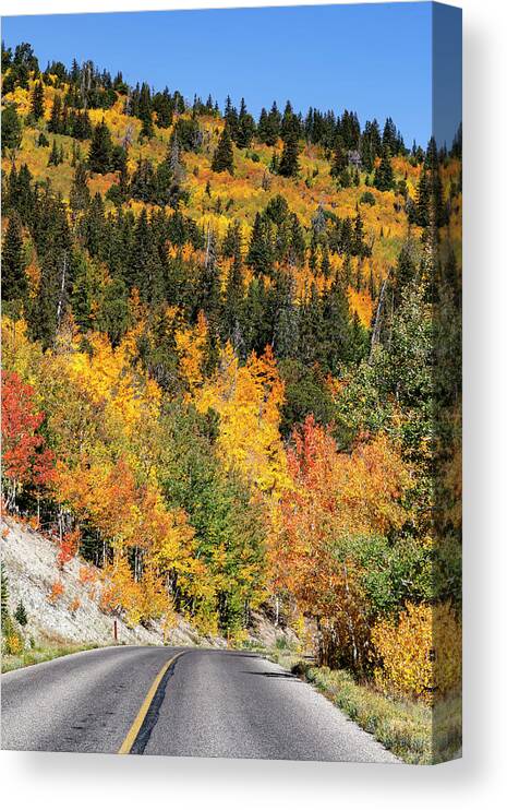 Aspens Canvas Print featuring the photograph Fall Colors on Wheeler Peak Road #1 by Rick Pisio