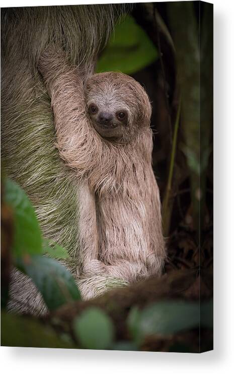 Choloepus Canvas Print featuring the photograph Hoffmann's Two-toed Sloth, Choloepus Hoffmanni #1 by Petr Simon