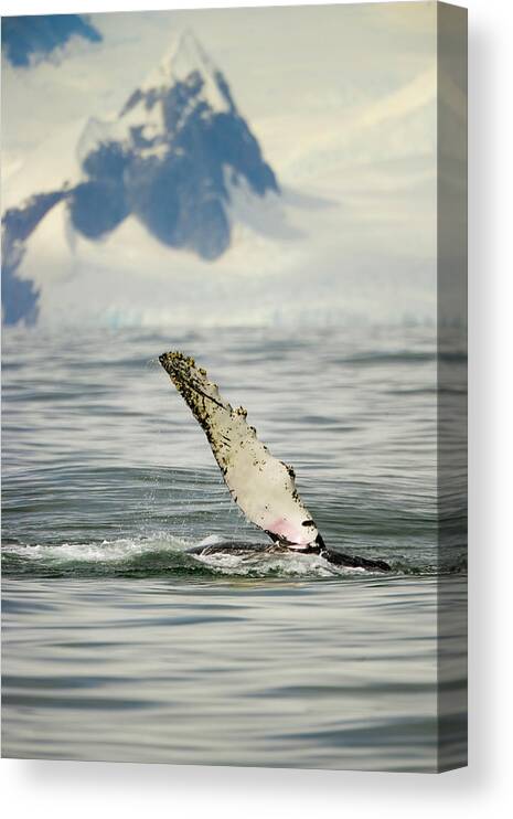 Iceberg Canvas Print featuring the photograph Humpback Whale, Grandidier Passage #1 by Eastcott Momatiuk