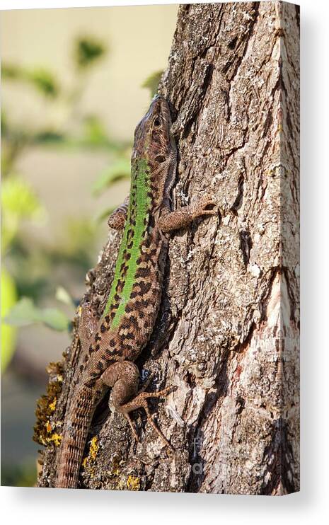 April Canvas Print featuring the photograph Italian Wall Lizard #1 by Heath Mcdonald/science Photo Library