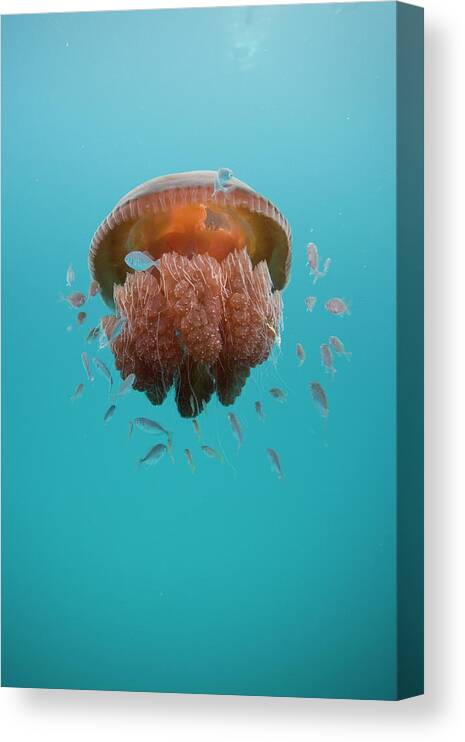 Underwater Canvas Print featuring the photograph Jelly Fish #1 by Scott Portelli