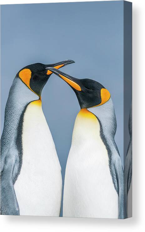 Animal Canvas Print featuring the photograph King Penguin Pair, Falklands #1 by Tui De Roy