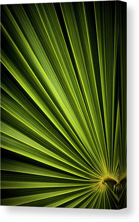 Relief Canvas Print featuring the photograph Leaf #1 by Instants