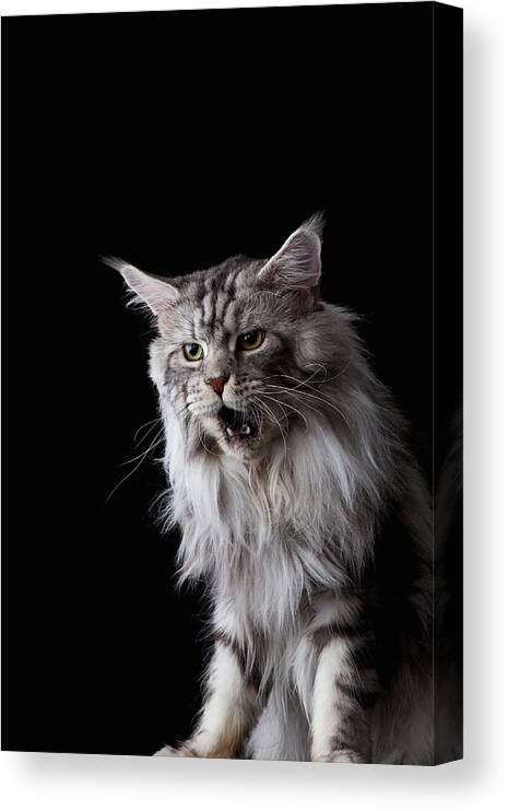 Three Quarter Length Canvas Print featuring the photograph Maine Coon Cat by Ultra.f
