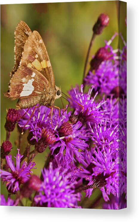 Macro Photography Canvas Print featuring the photograph Moth On Purple Flowers #1 by Meta Gatschenberger