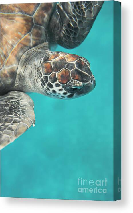 Underwater Canvas Print featuring the photograph Portrait Of Green Turtle Underwater #1 by Stanislaw Pytel