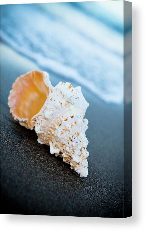 Water's Edge Canvas Print featuring the photograph Sea Shell On The Sand #1 by Caracterdesign