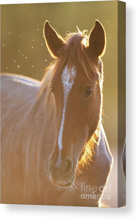 Salt River Wild Horse Canvas Print featuring the photograph Sunrise #2 by Shannon Hastings