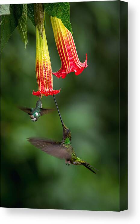 Action Canvas Print featuring the photograph The Sword-billed Hummingbird, Ensifera Ensifera #1 by Petr Simon