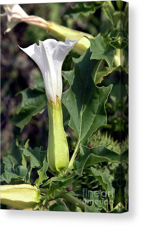 Datura Stramonium Canvas Print featuring the photograph Thorn Apple (datura Stramonium) #1 by Dr Keith Wheeler/science Photo Library