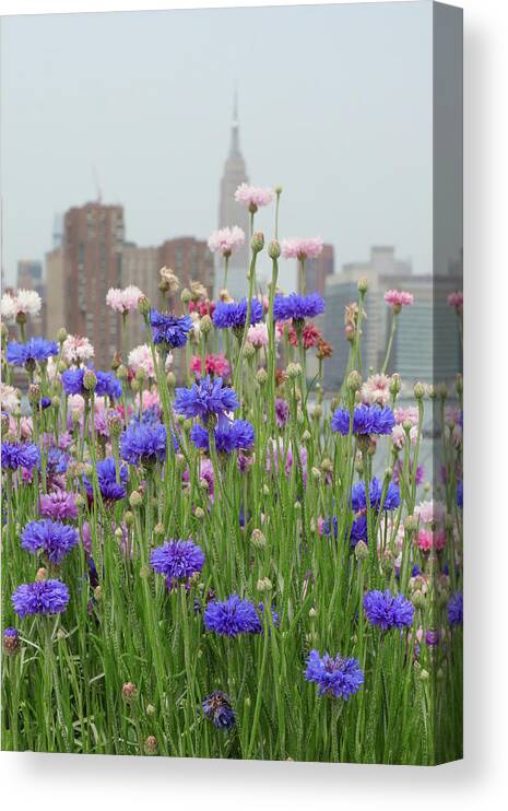 Greenpoint Canvas Print featuring the photograph Urban Wild Flowers #1 by Cate Franklyn