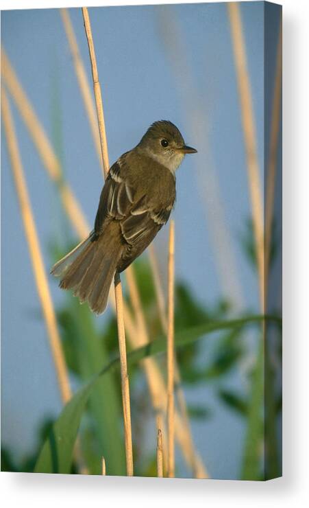 Animal Canvas Print featuring the photograph Willow Flycatcher #1 by James Zipp