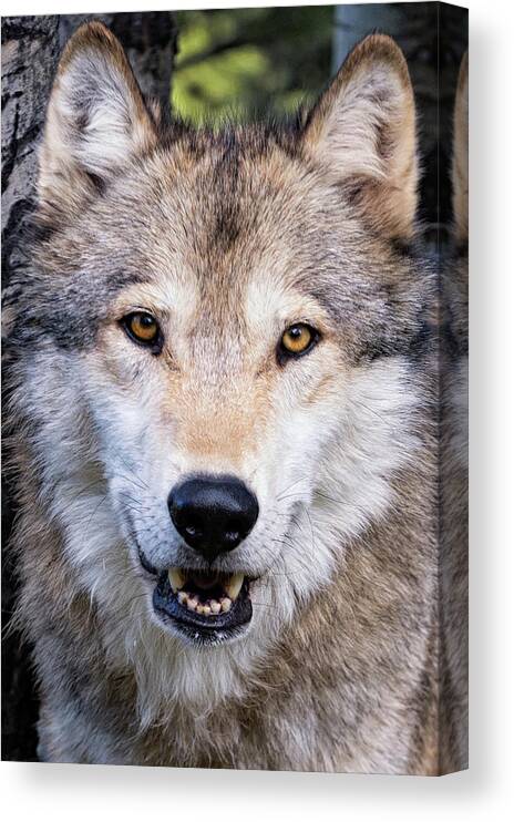 Wolf Portrait Canvas Print featuring the photograph Wolf Portrait #2 by Tibor Vari