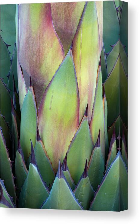 Abstract Canvas Print featuring the photograph Baja California, Mexico #13 by Judith Zimmerman
