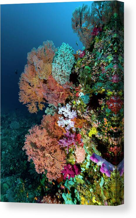 Goraici Islands Canvas Print featuring the photograph Reef Scene In Halmahera, Indonesia #13 by Bruce Shafer