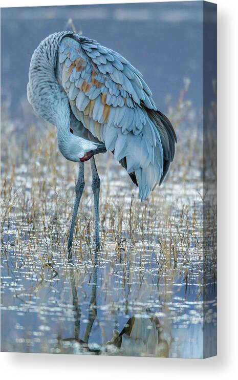 Agua Canvas Print featuring the photograph USA, New Mexico, Bosque Del Apache #144 by Jaynes Gallery