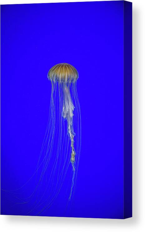 #jellyfish #art #aquarium #sea #ocean #nature #fish #water #photography #sealife #underwater #marinelife #japan #japanese #blue #yellow #gold Canvas Print featuring the photograph Japanese Jellyfish #17 by Kenny Thomas
