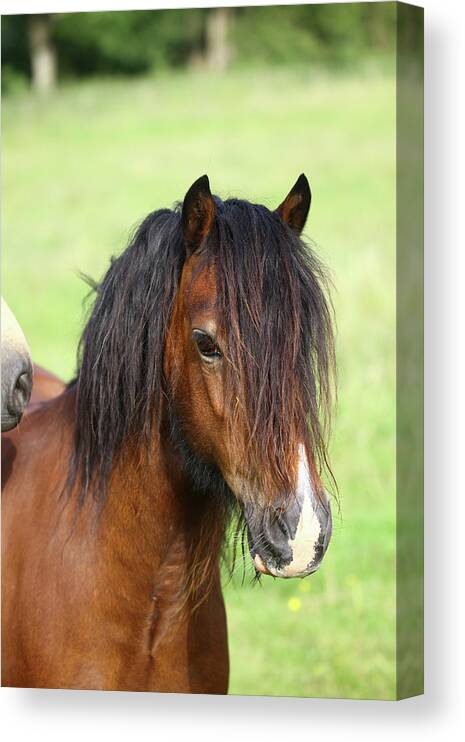 1z5f9531 Welsh Pony Canvas Print featuring the photograph 1z5f9531 Welsh Pony, Brynseion Stud, Uk by Bob Langrish