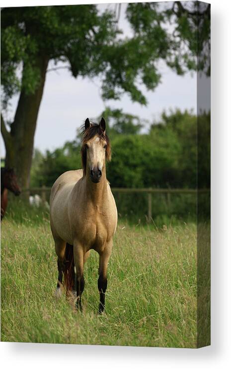 1z5f9559 Welsh Pony Canvas Print featuring the photograph 1z5f9559 Welsh Pony, Brynseion Stud, Uk by Bob Langrish