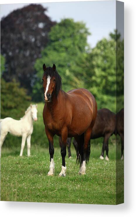 1z5f9678 Welsh Cob Mare Canvas Print featuring the photograph 1z5f9678 Welsh Cob Mare, Brynseion Stud, Uk by Bob Langrish