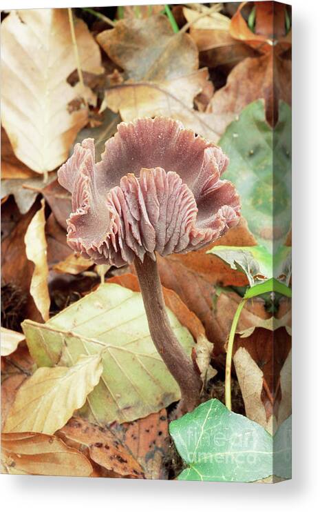 Biological Canvas Print featuring the photograph Amethyst Deceiver Mushroom #2 by John Wright/science Photo Library