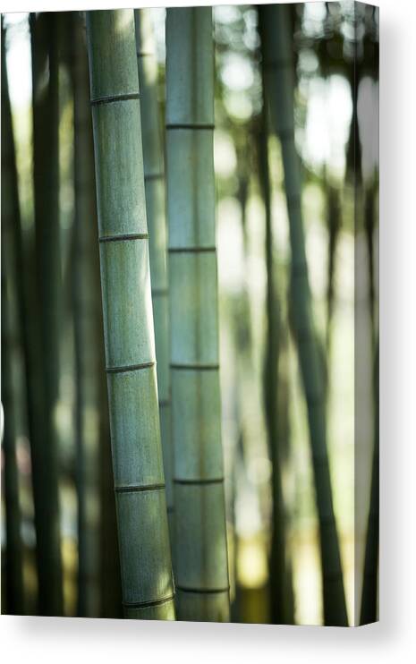 Bamboo Canvas Print featuring the photograph Bamboo #2 by Ooyoo