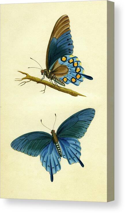 Entomology Canvas Print featuring the mixed media butterflies - Papilio philenor by Unknown