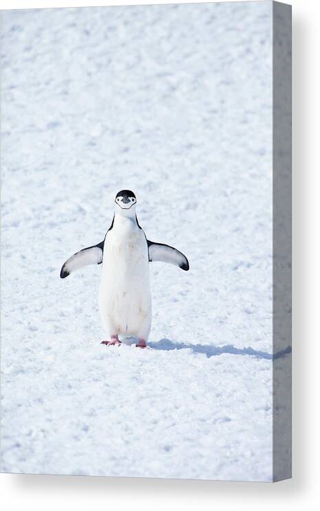 Shadow Canvas Print featuring the photograph Chinstrap Penguin #2 by Kelly Cheng Travel Photography