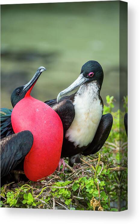Animal Canvas Print featuring the photograph Great Frigatebirds Courting #2 by Tui De Roy