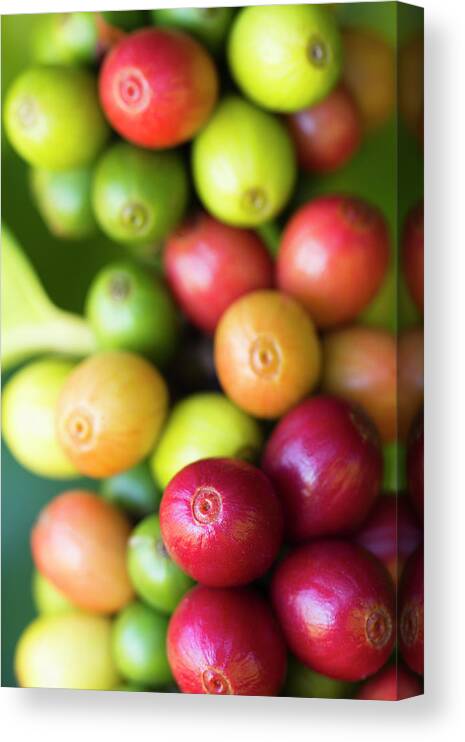 Outdoors Canvas Print featuring the photograph Ripe Coffee Cherries #2 by Dustypixel