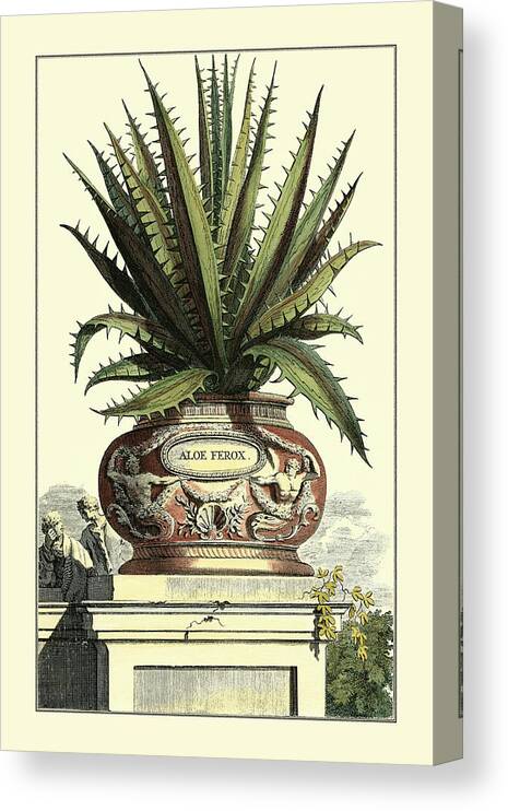 Botanical Canvas Print featuring the painting Antique Munting Aloe I #3 by Abraham Munting