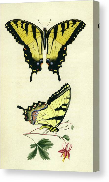 Entomology Canvas Print featuring the photograph Butterflies #2 by Unknown