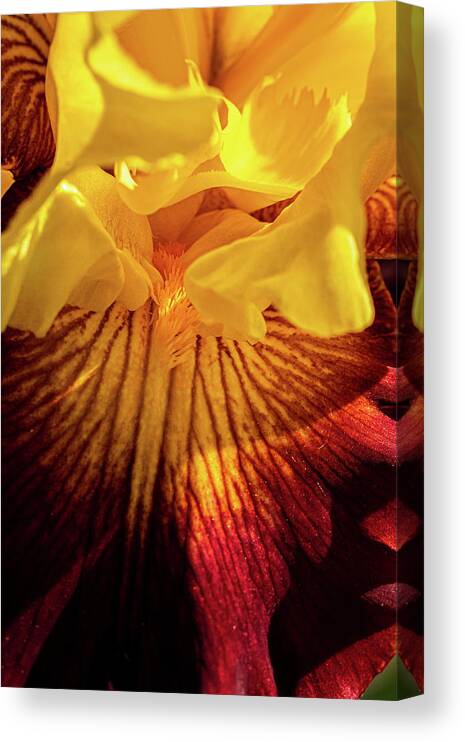 Jay Stockhaus Canvas Print featuring the photograph Iris #3 by Jay Stockhaus