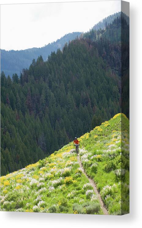 Young Men Canvas Print featuring the photograph Man Mountain Biking In Sun Valley #3 by Scott Markewitz