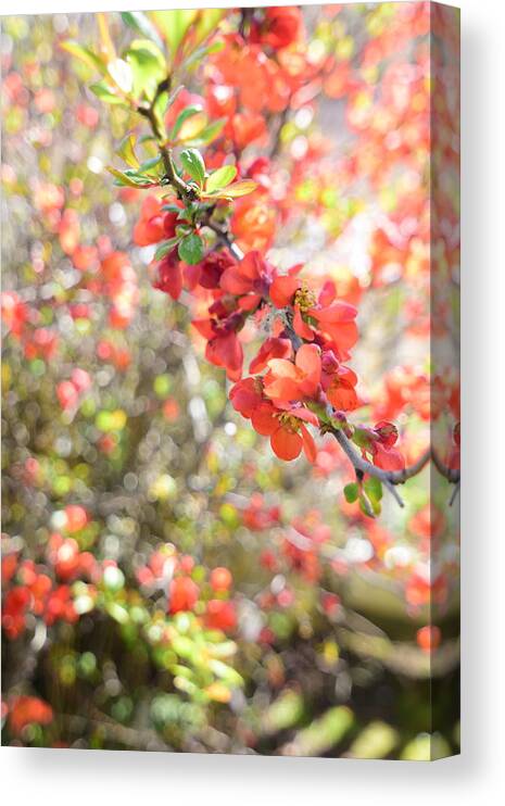 Floral Canvas Print featuring the photograph Sweet Memories #3 by Bonnie Bruno