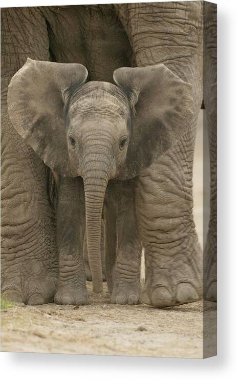 African Canvas Print featuring the photograph African Elephant Calf Loxodonta #4 by Nhpa