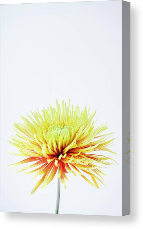 White Background Canvas Print featuring the photograph Chrysanthemum Flower #4 by Nicholas Rigg