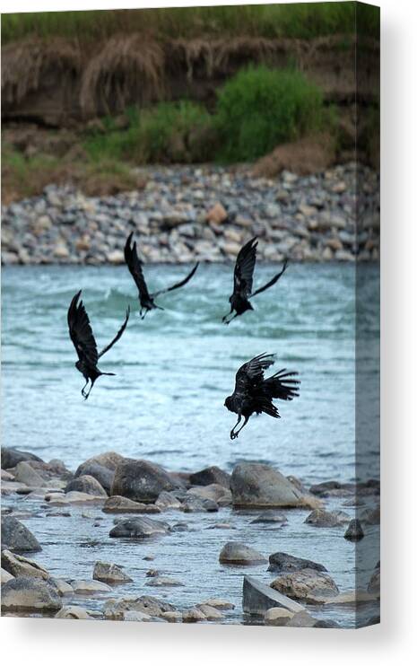 Animals Canvas Print featuring the photograph 4 Crows At The River by Mary Lee Dereske