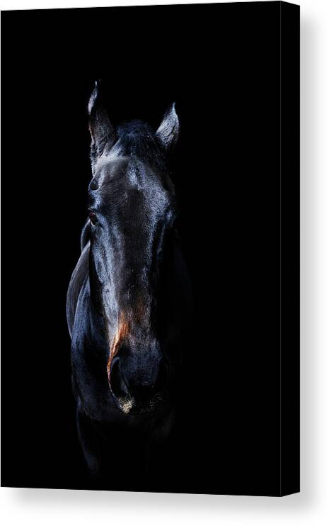 Horse Canvas Print featuring the photograph Horse #4 by Yusuke Murata